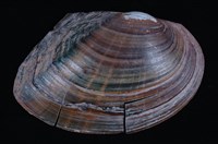 藏品(圓蚌)的圖片